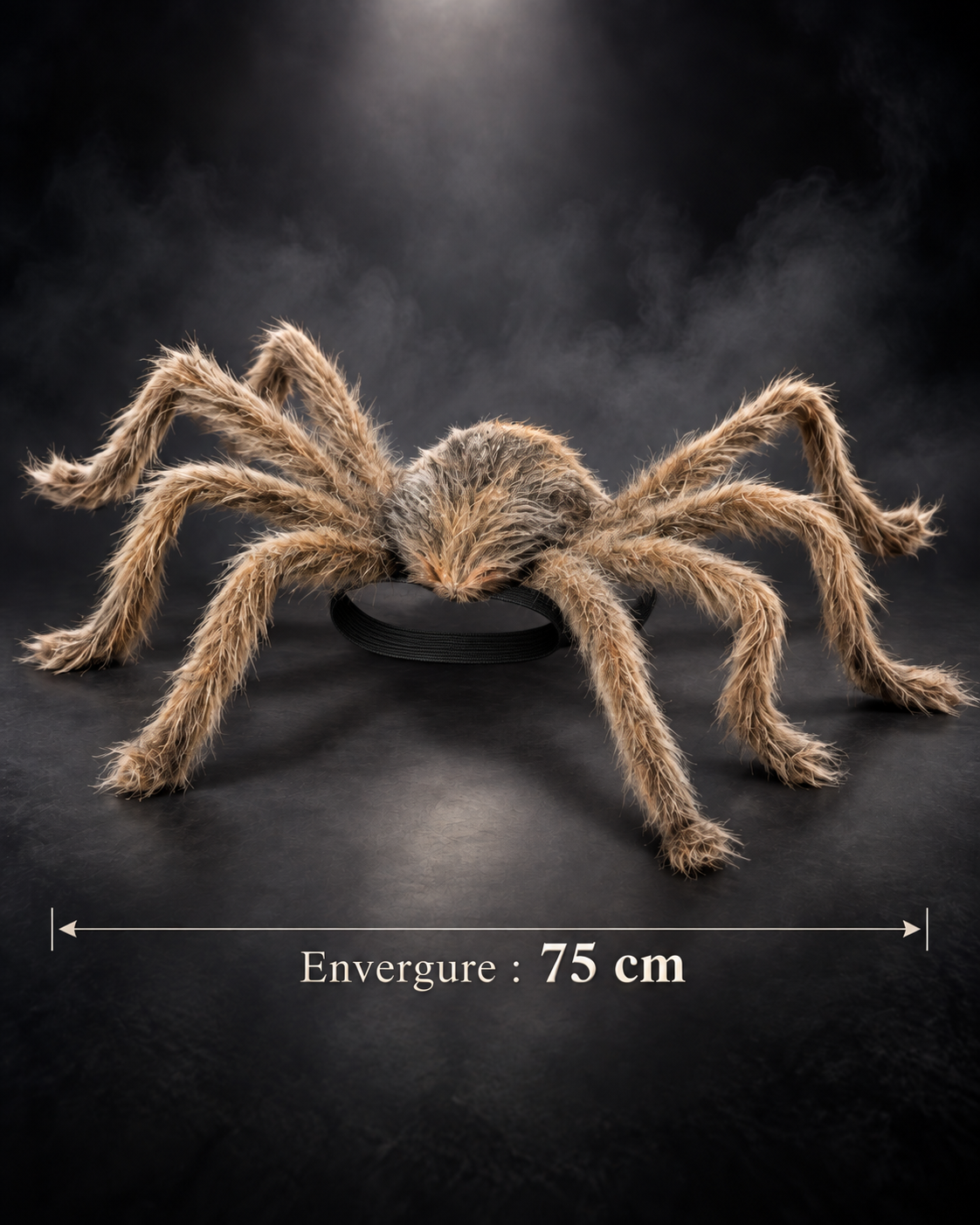 Araignée Velue