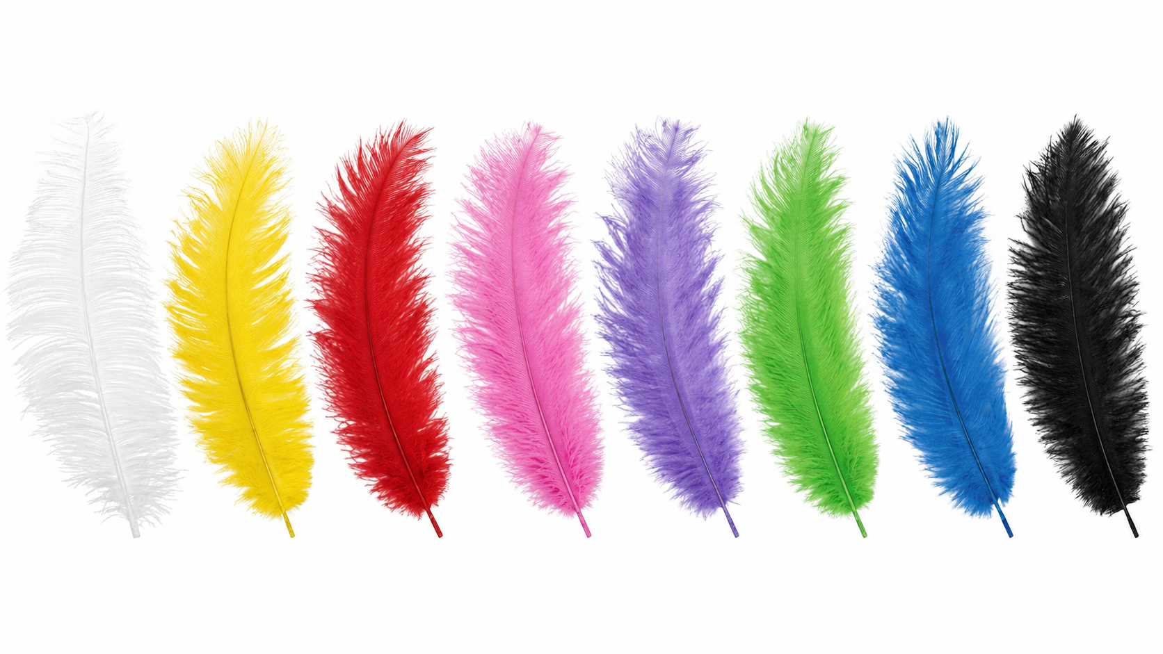 Plume d'Autruche 40cm